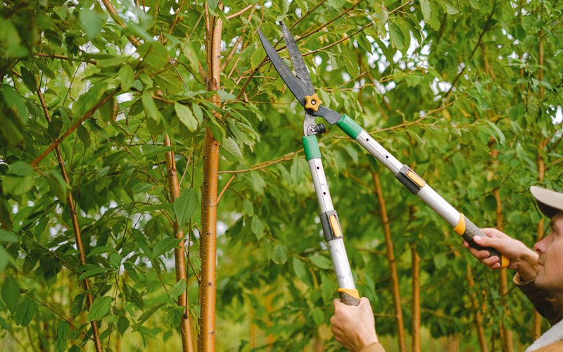 Tree trimming in Spade, TX