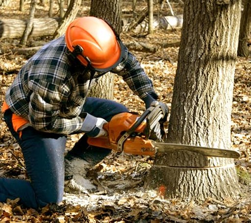 Tree Removal in Spade, TX